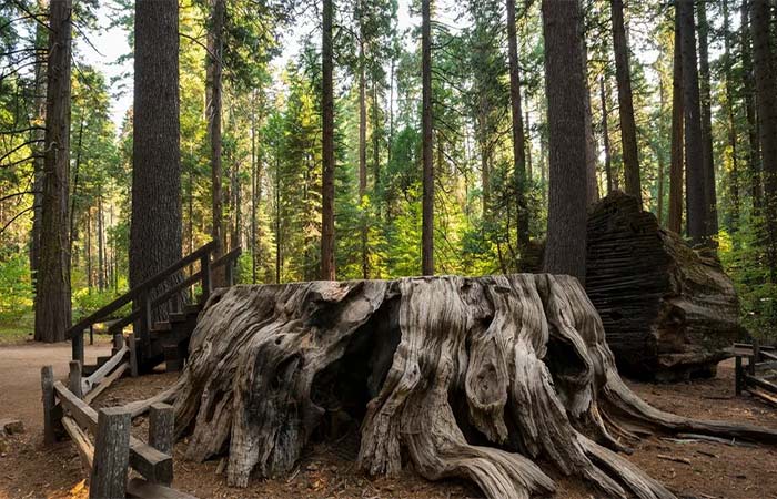 As maiores e mais antigas árvores do planeta estão morrendo na Amazônia e no mundo. Quem é o vilão desse desastre?