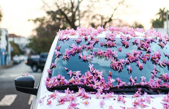 Uma floresta urbana ao alcance: como solicitar árvores nativas e plantio gratuito pela prefeitura de São Paulo