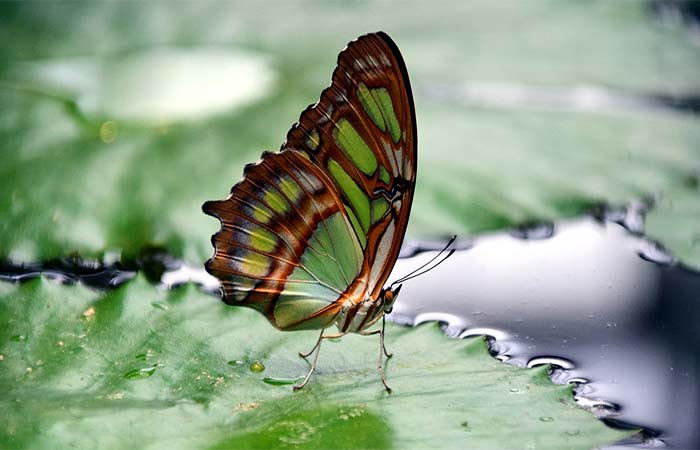 Por que alguns animais se camuflam e outros são tóxicos e têm cores berrantes?