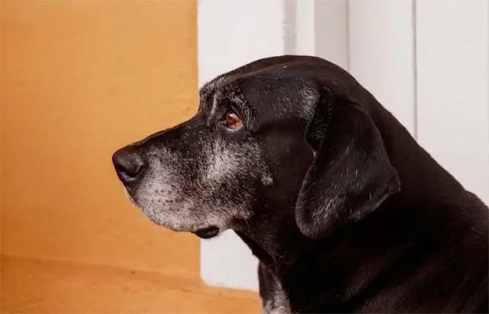 Teoria do Elo: quem protege animais está protegendo mulheres, crianças e idosos