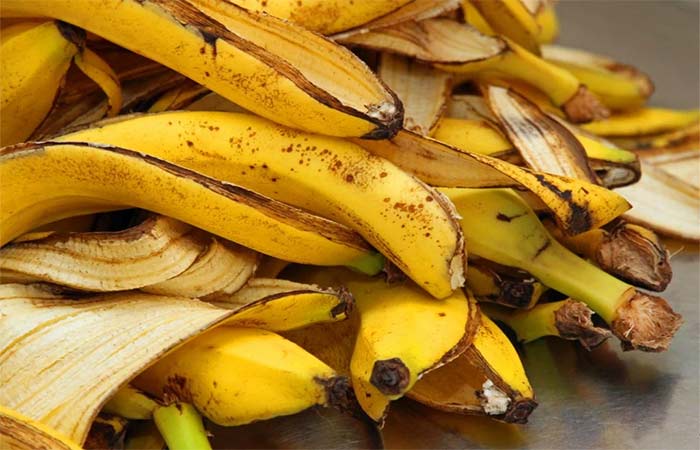Cascas de banana ganham espaço como fertilizante natural