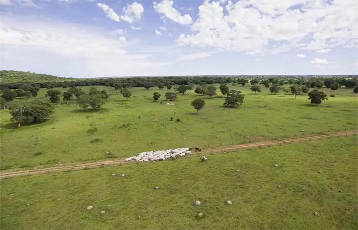 55% da vegetação original do Cerrado foi perdida, estima estudo