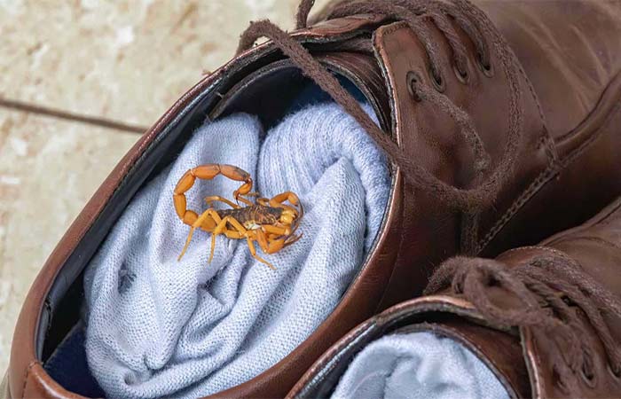 Pare de usar inseticida: entenda por que venenos podem multiplicar os escorpiões