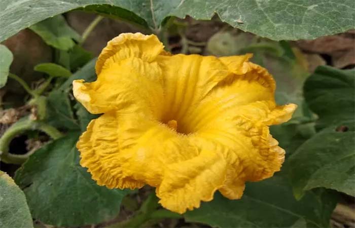 Domesticação da abóbora modificou perfume floral e impactou comportamento das abelhas especializadas