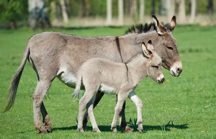 Pesquisa brasileira cria colágeno de jumento em laboratório para evitar extinção da espécie
