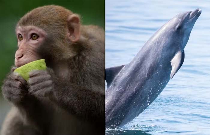 Quais são os animais mais inteligentes do mundo? Inseto está na lista
