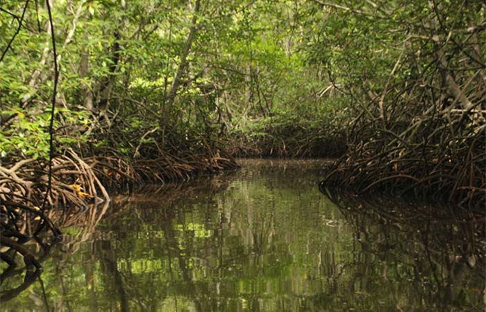 Carbono azul no radar do ESG: por que investidores estão olhando para o oceano