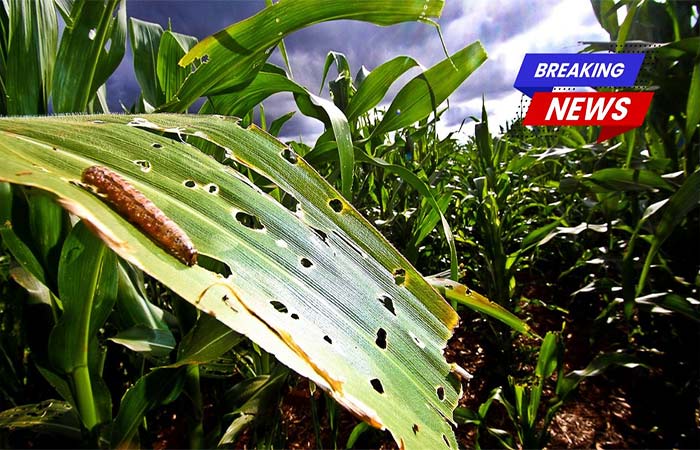 Megapragas híbridas evoluem no Brasil e ameaçam agricultura mundial, diz revista