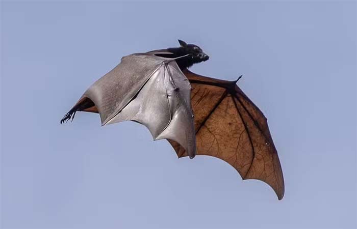 Raposa-voadora: conheça o morcego ‘gigante’ ligado ao vírus Nipah e entenda os riscos para o Brasil