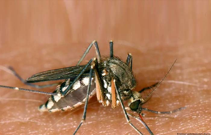 Mosquitos: os animais mais perigosos do mundo