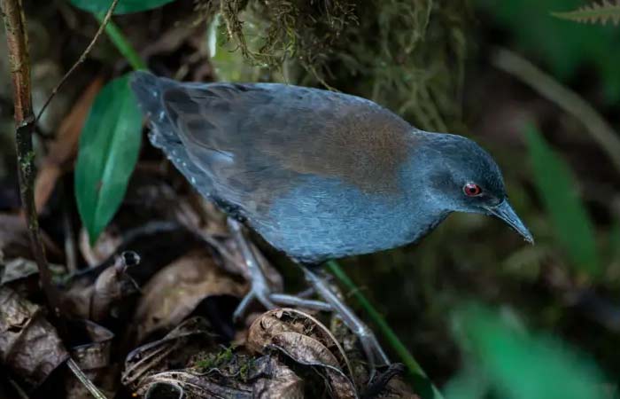 O misterioso retorno das ‘aves perdidas’ a Galápagos
