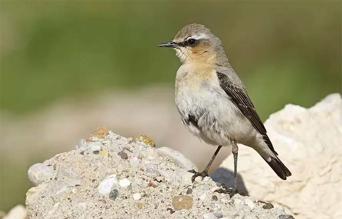 Calor está levando pássaros a partes mais altas das montanhas na Europa, diz estudo