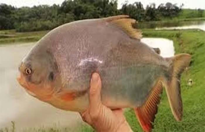 Biofilme feito com pele de peixe amazônico pode ser alternativa sustentável para embalagem de alimentos