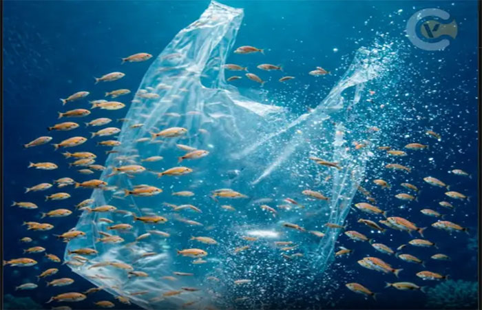 Japão cria plástico vivo que no mar se transforma em alimento para peixes