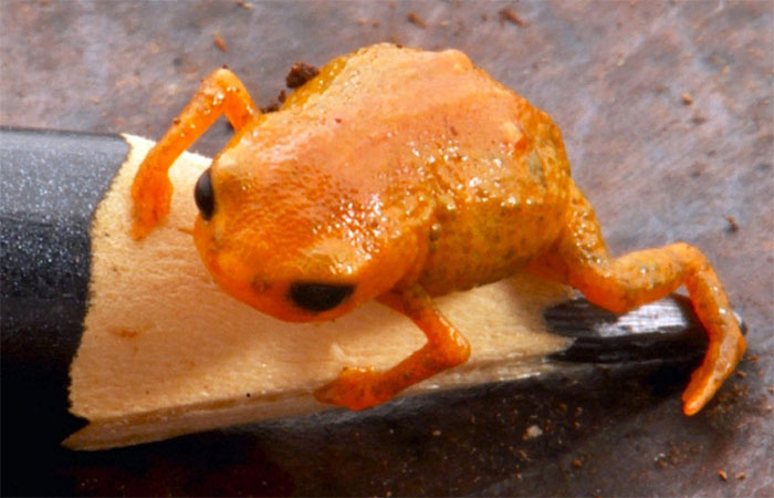 Um novo sapinho aquece debates para criação de parque nacional