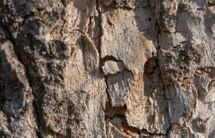 Bactérias presentes no troncos das árvores filtram milhões de toneladas gases-estufa e substâncias tóxicas anualmente