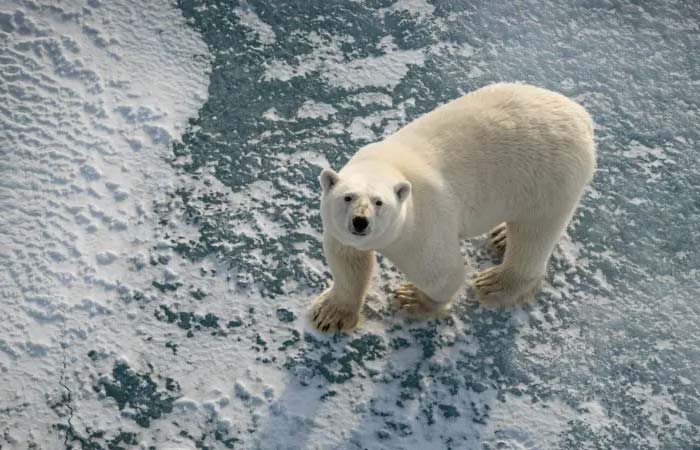 Por que alguns ursos polares estão ‘mais gordos e saudáveis’ apesar do derretimento do gelo marinho?