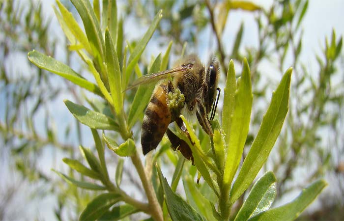 Compostos da própolis verde mostram potencial contra doenças neurodegenerativas