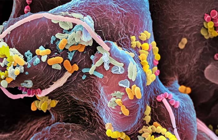 A “Arca de Noé” dos micróbios: cientistas criam plano para salvar as menores formas de vida da Terra