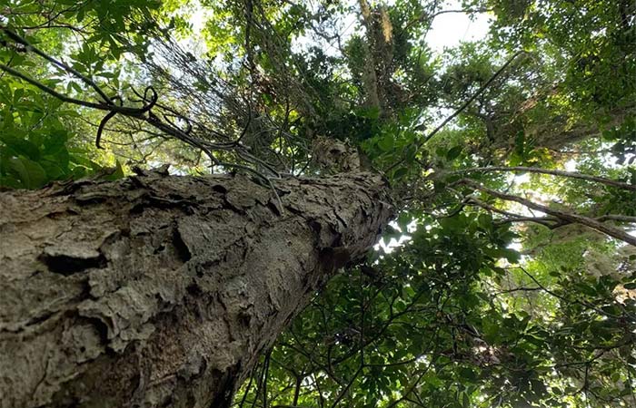 Você sabe qual foi a primeira lei ambiental do Brasil?