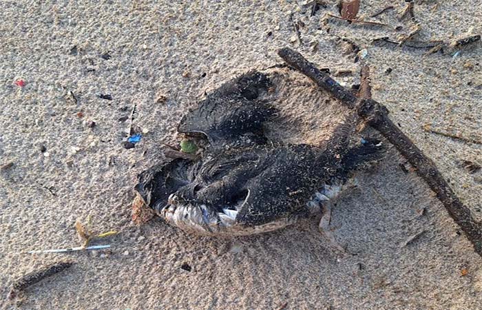 Do mar à terra, passando pelos céus: Como as tempestades afetam a vida selvagem
