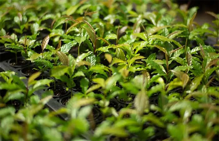 Mata Atlântica: de bioma devastado a exemplo de restauração florestal