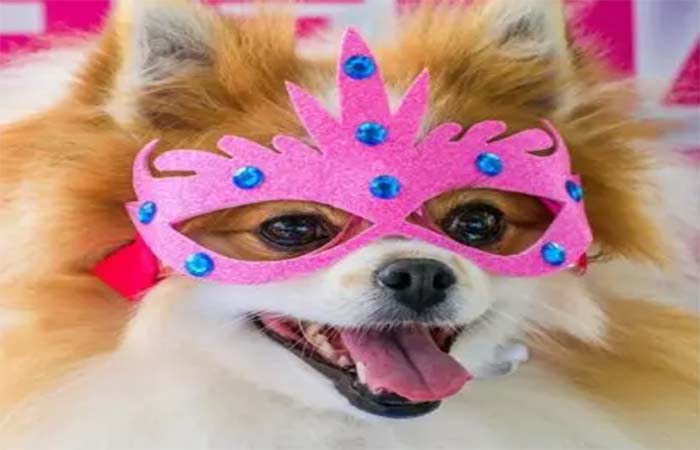 Carnaval não é lugar de cachorro e pode causar colapso em animais domésticos