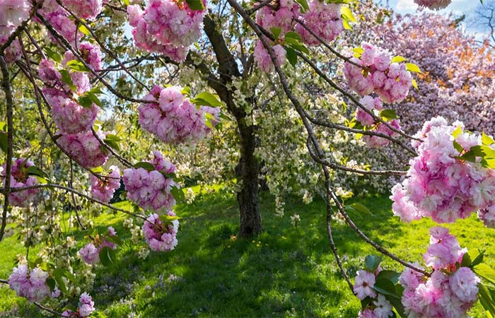 As cerejeiras podem “respirar”? A ciência explica como isso é possível