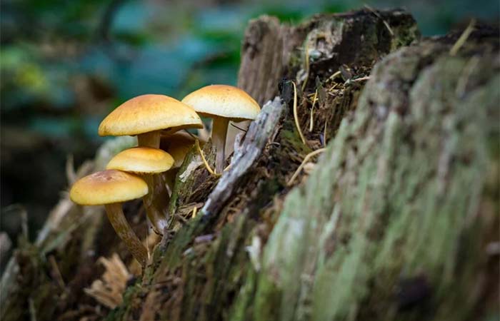 A mineração do futuro pode ser feita por cogumelos