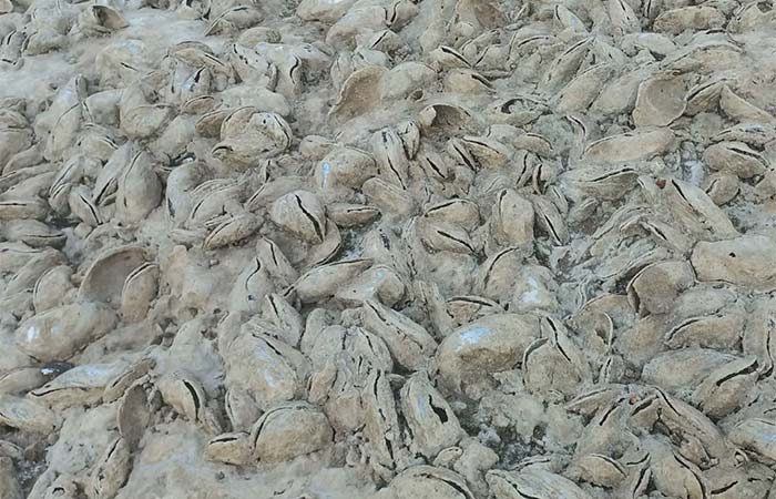 Seca no Acre revela recifes de ostra da água doce e um habitat aquático inédito