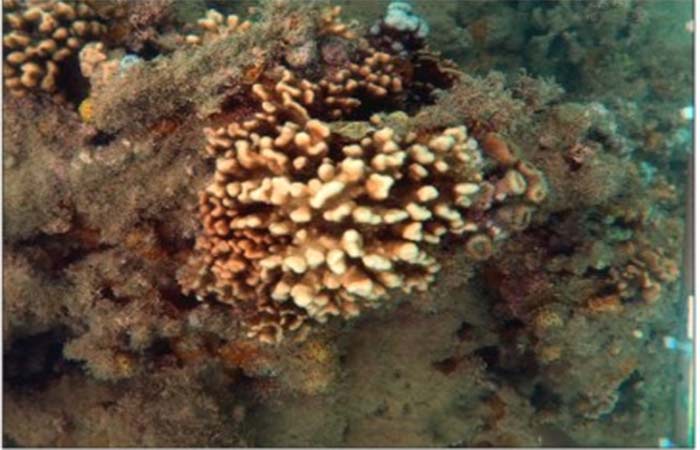 Corais-de-fogo do Brasil podem estar sofrendo extinção silenciosa, afirmam especialistas