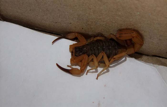 Técnica dos 4 As: como proteger sua casa do escorpião-amarelo