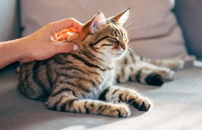 Como gatos podem fornecer chave para cura do câncer em seres humanos