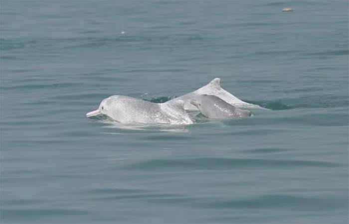 Do seu celular para a cadeia alimentar: Substâncias presentes em telas são encontradas em golfinhos e acendem alerta para humanos