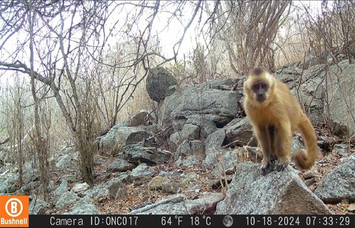 Câmeras revelam riqueza da Caatinga