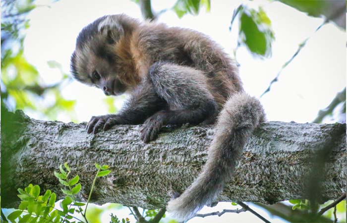 O Fantasma de Ubajara: cientistas registram macaco-prego sem pigmentação