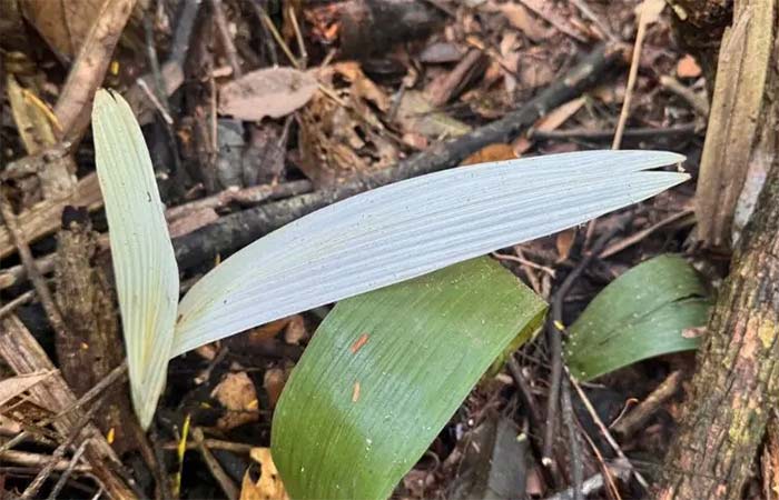 Santuário preservado: descoberta de palmeiras albinas reflete alto grau de preservação da Estação Ecológica Rio Acre (AC)