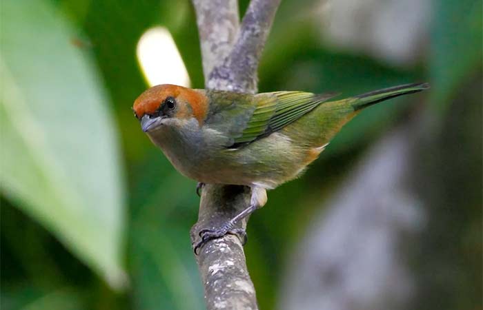Licenciamento ignorou reserva ambiental situada a 1,2 km do Aeródromo do Açu