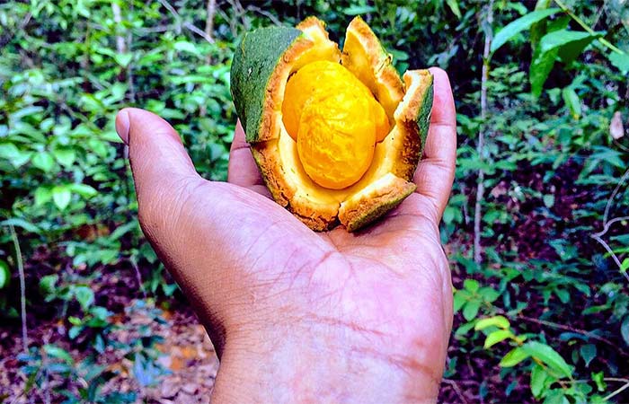 Tecnologia transforma óleo de pequi em eficiente cosmético hidratante