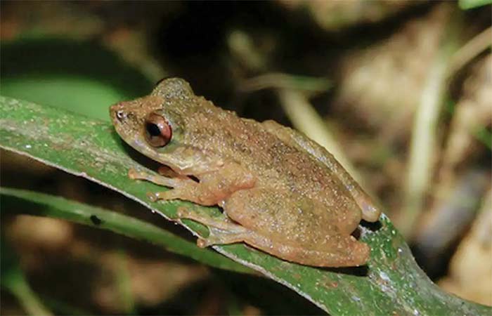 Nova espécie de perereca é descoberta no Cerrado mineiro