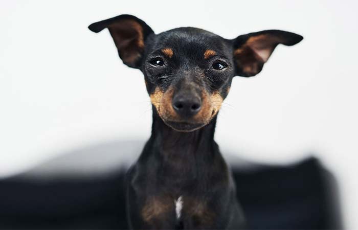 Por que os pinschers tremem? Fenômeno abrange outras raças de cachorro de pequeno porte