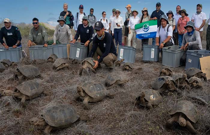Após 175 anos, as tartarugas gigantes de Galápagos voltam para casa no arquipélago por onde passou Darwin