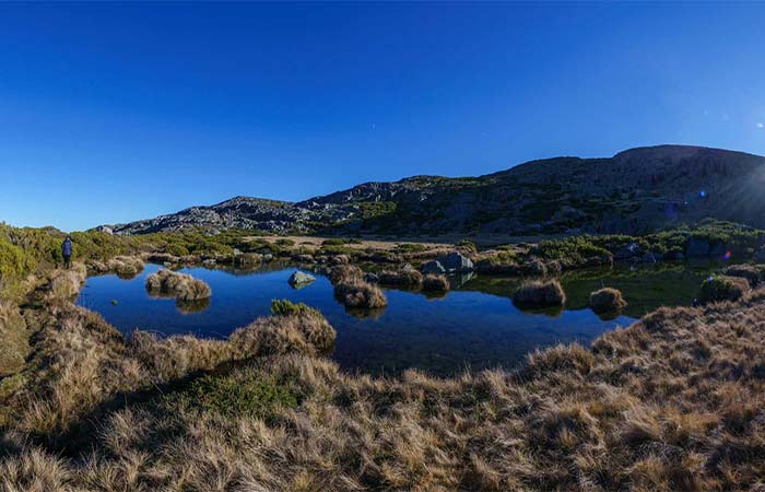 Vegetação está se espalhando pelo Ártico – e isso pode ser bom