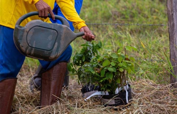 Ypê aposta na restauração para evitar nova crise hídrica