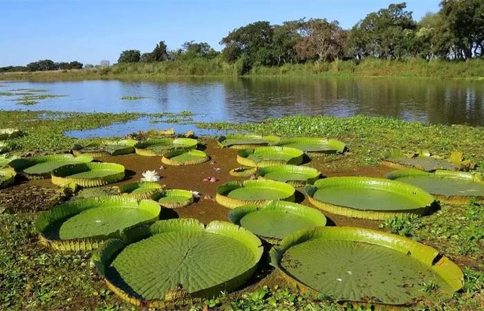 Fim dos manguezais? A perda de zonas úmidas no planeta já é de quase um quarto em 50 anos