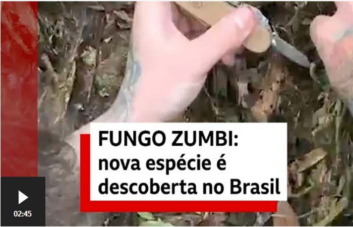 Novo fungo zumbi é descoberto na Mata Atlântica do Rio de Janeiro