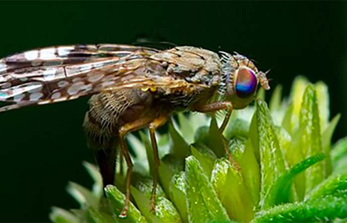 O silêncio do X: “desligamento” do cromossomo é observado em humanos e moscas na reprodução