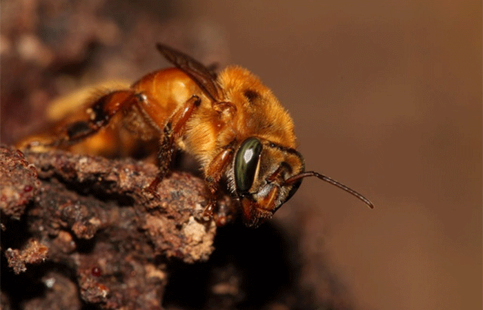 Como o colapso dos polinizadores passou a figurar entre as cinco maiores ameaças à segurança alimentar global — e por que o Brasil ainda não acordou para esse risco sistêmico