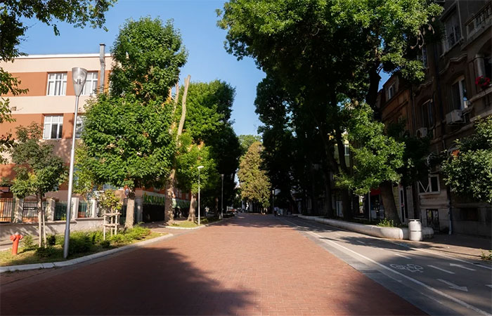 Morar em ruas com mais árvores pode reduzir risco cardiovascular