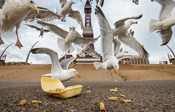 Por que as gaivotas roubam comida? Cientistas fizeram um experimento com batatas fritas para descobrir
